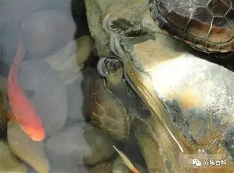 斑龜跟魚一起養 與動物發生性關係